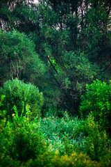 Forest landscape , field near the woodlands. Green grass and green field , summer morning , sunrise , foggy morning , blue sky , green trees . Misty weather