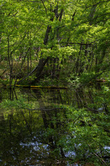 日本の風景・初夏　長野　新緑の上高地
