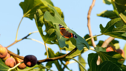 Red admiral on a fig leaf