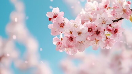 A beautiful cherry blossom branch against a clear blue sky, creating a serene and picturesque spring atmosphere.