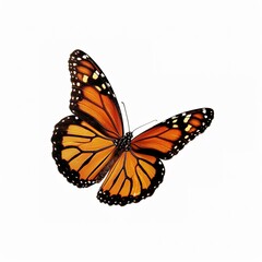 butterfly isolated on white