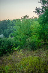 Summer landscape with trees at the morning . Morning cold colors , green trees and leaves . Wild forest with field . Nature landscape , summer trees. Misty morning , sunrise . Fog over the trees