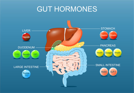 Gut hormones. Human endocrine system. Gastrointestinal tract
