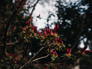 Red flowers in the garden