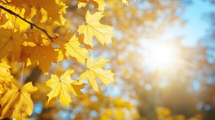 Obraz premium Golden Autumn Leaves with Sunlight Filtering Through, Capturing the Essence of Fall Season in Nature
