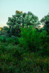 Beautiful forest , summer landscape in woodlands , hiils and trees . Green grass with flowers . Wild field , sunny landscape . Sunlight on trees . Wilds trees , beautiful landscape 