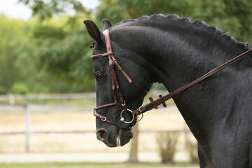 Extreme closeup of a domestic saddle horse on a rural animal farm. Portrait of an anglo arabian...