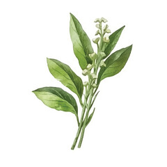 Fototapeta premium watercolor of Water spinach isolated white background