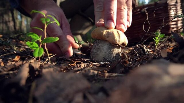 man cuts off a growing mushroom. picking mushrooms in the forest in autumn. healthy food.