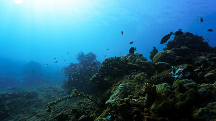 Underwater photo of a coral reef and its sea life. From a scuba dive in Bali, Indonesia, Asia.
