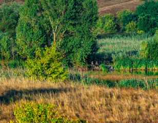 Summer morning , trees in wild field , grass on field . Golden hour in the woodlands, sunrise over the field and trees . Yellow colors , summer landscape . Forest beautiful , nature lands . Sunny day