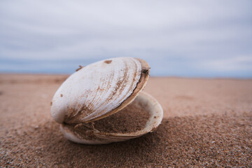 shell on the beach