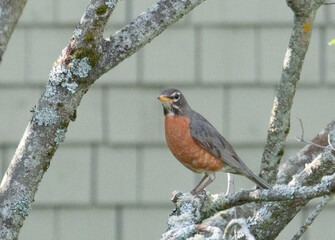 robin on a branch