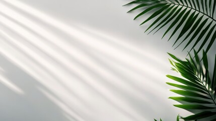 Fototapeta premium Fresh green palm leaves against a neutral background, with soft light creating gentle shadows for a calming atmosphere.