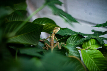 the appearance of a chameleon standing looking to the right above green leaves with the foreground...