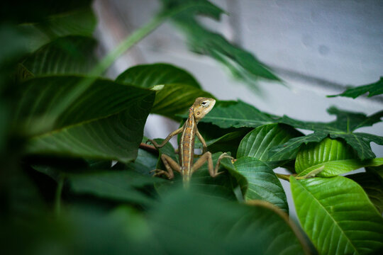 the appearance of a chameleon standing looking to the right above green leaves with the foreground blurred leaves. wide shot aang high angle