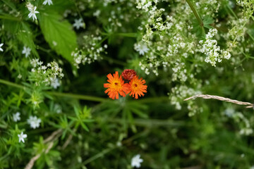 A orange flower