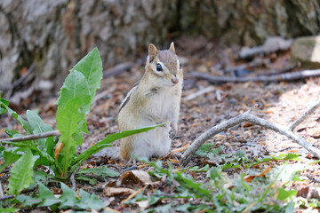 squirrel in the forest