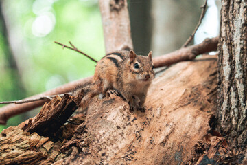 squirrel on a tree