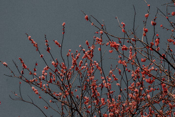 A plum tree
