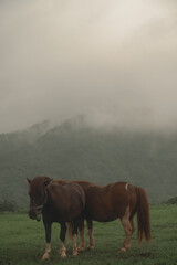 horses in the fog