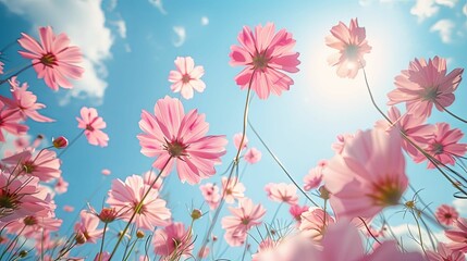 Pink Cosmos Flowers Blooming Against a Blue Sky