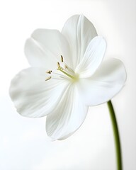 Single White Flower Blossom in White Background.