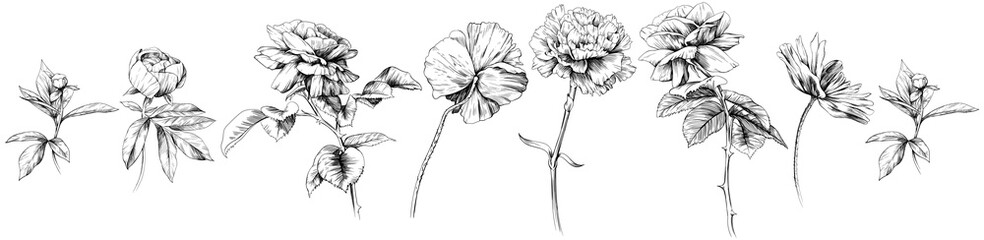 Hand drawn rose flowers and leaves isolated on white background. Wildflowers collection.