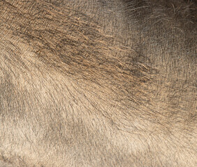 skin with black pig hair as background.