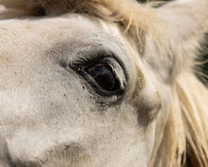 black eye of white horse as background.