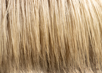 light horse hair as background.