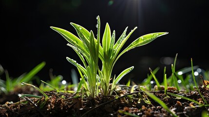 green grass and sun, Young fresh plant HD 8K wallpaper  