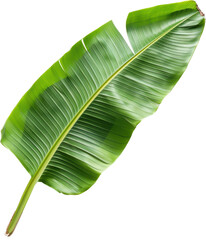 Large green banana leaf