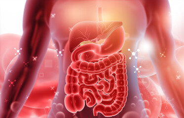 Human digestive system anatomy on scientific background. 3d illustration.