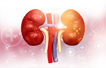Human kidney anatomy on scientific background. 3d illustration.