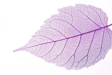 Soft Purple Leaf with Intricate Veins