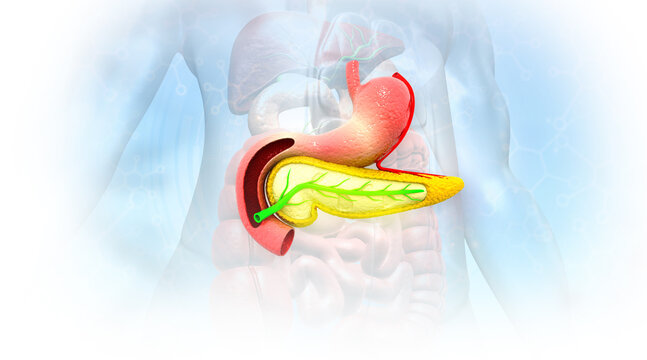 Human pancreas anatomy on medical background. 3d illustration..