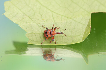A giraffe weevil is eating a young leaf. This insect has the scientific name Apoderus...