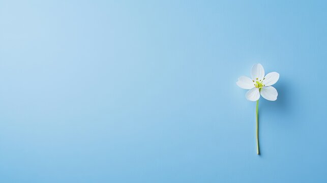 An artistic top-view image featuring a small flower on a solid pastel surface, ideal for elegant compositions that feature personalized text.