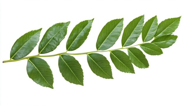 A black walnut leaf with a compound structure of several pointed leaflets, dark green