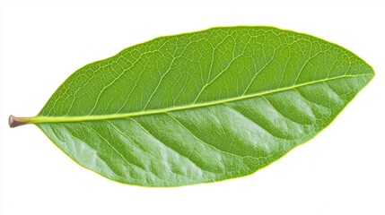 Obraz premium A clove tree leaf, elongated and oval with a smooth margin and dark green color
