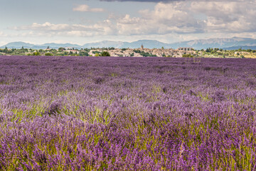 Fototapeta premium Puimoisson village, Provence France