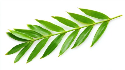 A single bamboo palm leaf, narrow, long, and slightly arching with a soft green color