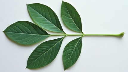 A single wisteria leaf, compound with several small, oval leaflets arranged alternately