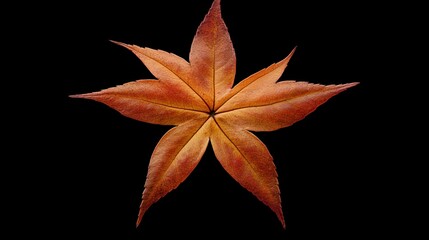 A sweetgum leaf, star-shaped with five pointed lobes and turning to a mix of red, yellow, and orange
