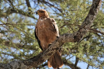 Closeup of single lone tawny eagle scientific name aquila rapax perched high on a tree branch in Serengeti National Park, Tanzania