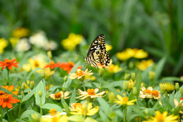 Beautiful butterfly with colorful flower garden in spring season