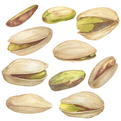 Pistachio nut watercolor illustration set. Botanical drawing sketch stylized. Isolated. Hand drawn, suitable for food packaging design