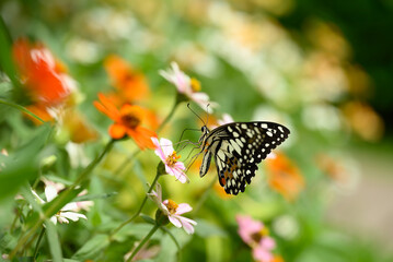 Beautiful butterfly with colorful flower garden in spring season