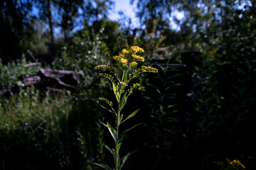 Goldenrod Bloom in Shadowed Forest